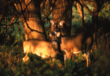 White-tail deer hide among the trees in eastern Kansas woodlands