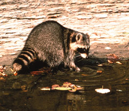 Raccoon