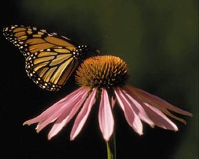 Several elementary schools in Kansas have planted butterfly gardens. Several elementary schools in Kansas have planted butterfly gardens.